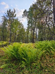 Ferns in the forest in northern Norway beautiful nature