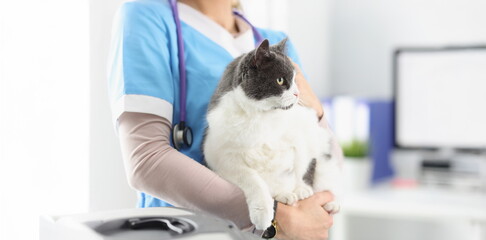 Close-up of veterinarian hold cat, female taking care of pets, professional vet doctor. Fat fluffy kitty look away. Veterinary, clinic for animals concept