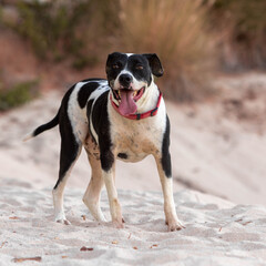 black and white dog at the beach