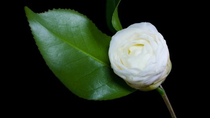 White camellia blossom time-lapse photography