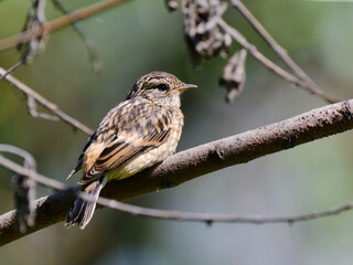 stonechat on a branch