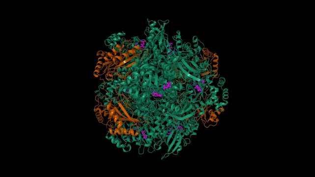 Activated spinach rubisco in complex with the product 3-phosphoglycerate (pink). Animated 3D cartoon and molecular surface model, PDB 1aa1, black background
