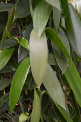 close-up of vanilla orchid flowering plant climbing vine outdoor, flat leaved vanilla, plant from which vanilla spice is obtained or derived, soft focus in vertical orientation