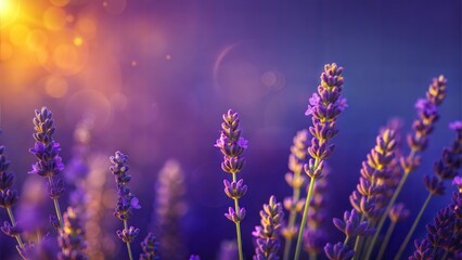 Naklejka premium Lavender gradient background, blooming field with purple flowers, dreamy atmosphere, copy space 