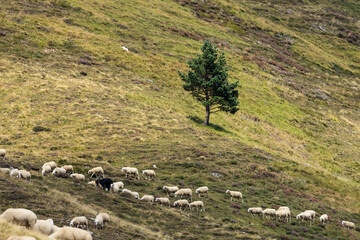 Sheep in typical  landscape near Portillo de Eraize and Col de la Pierre St Martin, Spanish French...