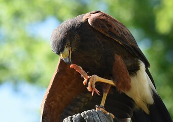 rapace