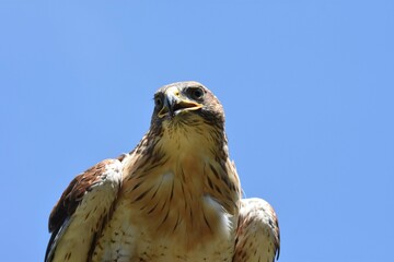 rapace