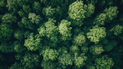 Naklejka premium Aerial view of a forest clearing surrounded by thick trees, with room for text in the open area.