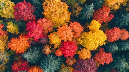 Fototapeta premium Aerial view of a forest in the fall, with vibrant red and yellow leaves, leaving space for copy.