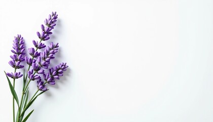 Obraz premium Purple Wildflowers with Green Leaves on a White Background 