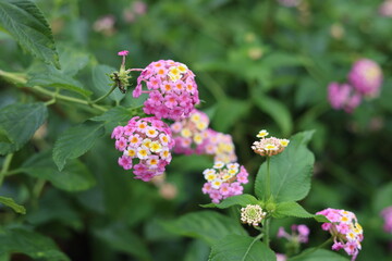 Flores cor-de-rosa e brancas