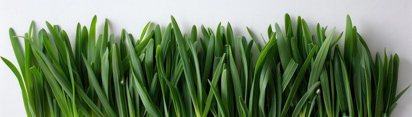 Obraz premium A row of green plants with a white background