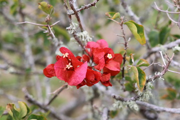 Flor vermelha