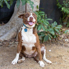 Brown mixed breed dog in a forest