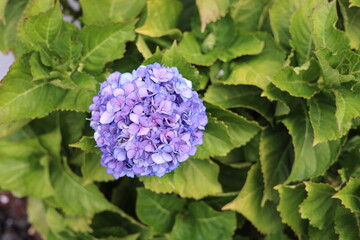 Hortênsia  púrpura