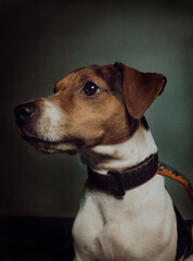 jack russell terrier