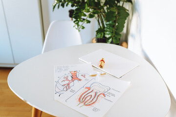two drawings diagram location anatomy dental section and the human respiratory organ lungs