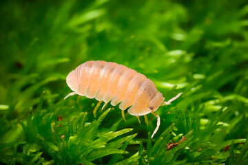 Cubaris murina Papaya isopodas woodlouse. Cubaris Papaya assel exotic animal in the natural background, tropical terrarium macro photography