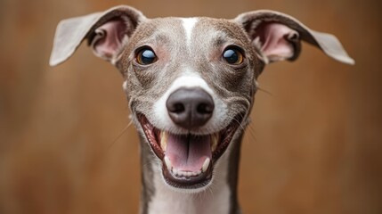Friendly Whippet happy head portrait on a brown background in the studio