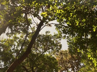 Fototapeta premium tree in the woods