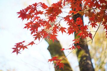 紅葉のモミジ