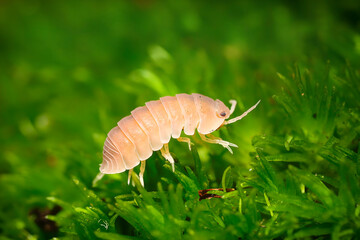 Cubaris murina Papaya isopodas woodlouse. Cubaris Papaya assel exotic animal in the natural background, tropical terrarium macro photography