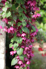 Cascade of sunlit Purple Bell Vine blooms, Powys Wales  © Judith
