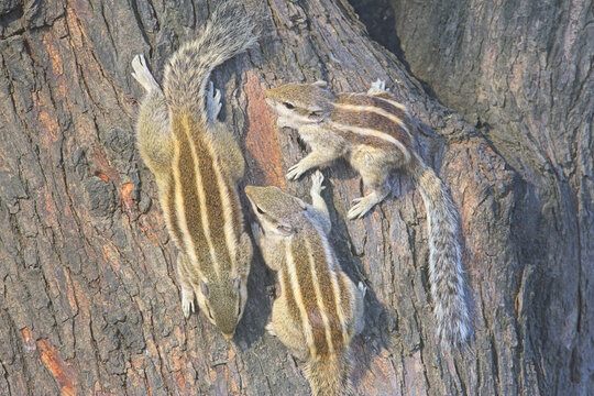 Five-striped Palm Squirrel, (Funambulus pennanti), adult with two juveniles on a tree trunk, Bharatpur, Dehli, India.