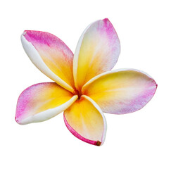 plumeria frangipani flower isolated to PNG file