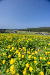 Spring landscape with Jizerka near Korenov, Northern Bohemia, Czech Republic