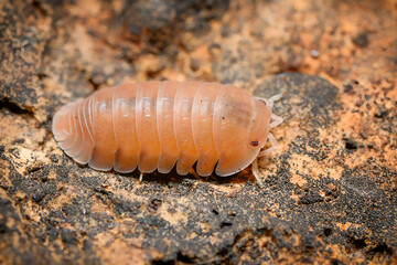 Cubaris murina Papaya isopodas woodlouse. Cubaris Papaya assel exotic animal in the natural background, tropical terrarium macro photography