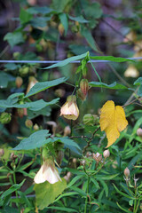 Closeup of Trailing Abutilon blooms, Powys Wales
