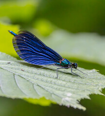 Common damselfly (Calopteryx virgo), National Park Slovak Paradise, Slovakia
