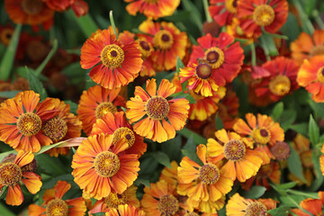 Macro overhead image of Sneezeweed Flammendes Käthchen blooms, Powys Wales