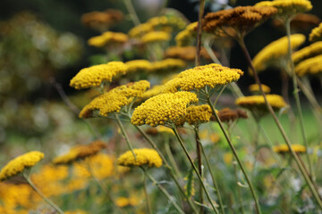 Side view of Yarrow Gold Plate blooms, Powys Wales  © Judith