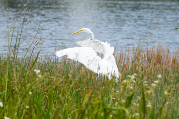 great egret Florida Wood stork water bird south flying landing  