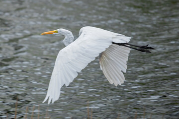 great egret Florida Wood stork water bird south flying landing  