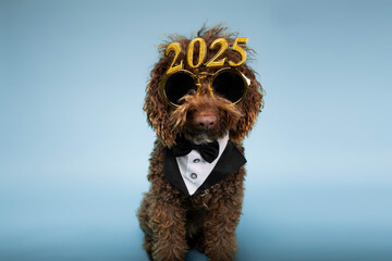 Lovely water dog with festive 2025 glasses on a blue background. Happy New Year