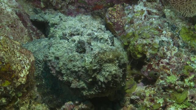 A venomous deadly stonefish (Synanceia) lies camouflaged, almost invisible against the reef, waiting to strike. Check my portfolio for other stonefish footage.