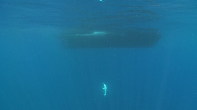 A wide shot shows a dead mako shark (Isurus oxyrinchus) hanging from a longline hook with the hull of a boat in the background.