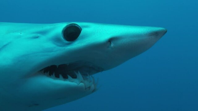 A close-up shot highlights the razor-sharp teeth of a mako shark (Isurus oxyrinchus), showcasing its formidable hunting tools and apex predator status.