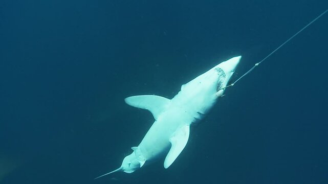 A dead mako shark (Isurus oxyrinchus) is seen hanging from a longline hook, emphasizing the impact of indiscriminate fishing practices on marine species.
