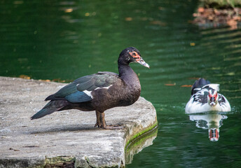 Arruda Câmara Zoobotanical Park (Bica) - João Pessoa - Paraíba - Brazil