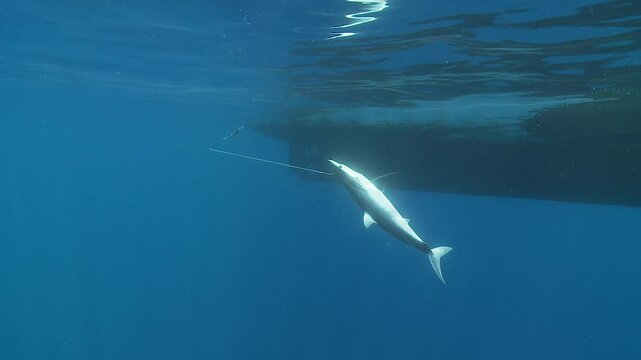 A dead mako shark (Isurus oxyrinchus) hangs on a longline hook, with a boat hull in the background, symbolizing the destructive consequences of indiscriminate fishing.