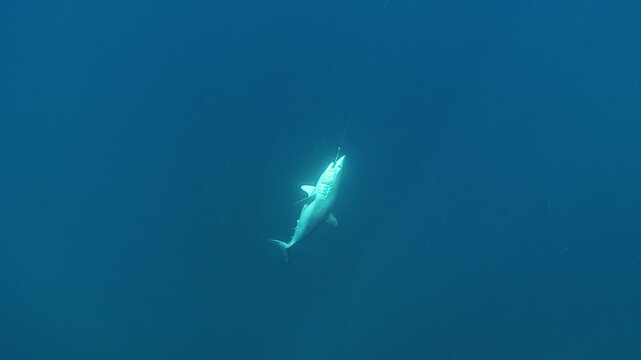 A dead mako shark (Isurus oxyrinchus) hangs on a longline hook, symbolizing the threat posed by indiscriminate fishing practices that endanger marine life. Check my portfolio for other shark footage.