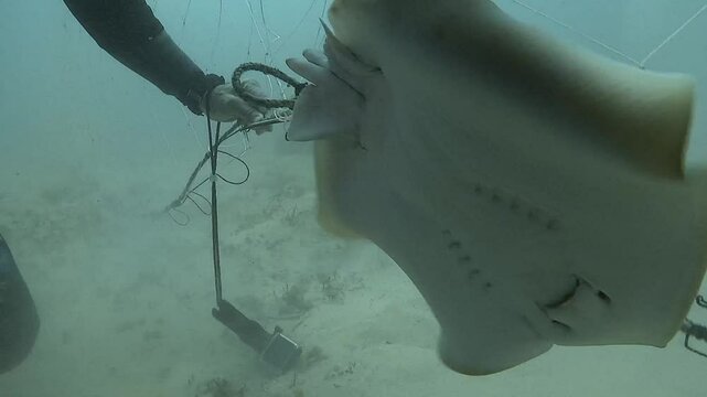 A diver frees a stingray (Dasyatis pastinaca) trapped in a fishing net, highlighting the consequences of indiscriminate fishing and its impact on marine life.