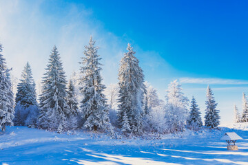 Fototapeta premium Forest pathway lined with heavily frosted trees, casting intricate shadows on the snow.