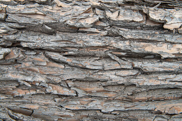 The texture of the tree bark in close-up. High quality photo