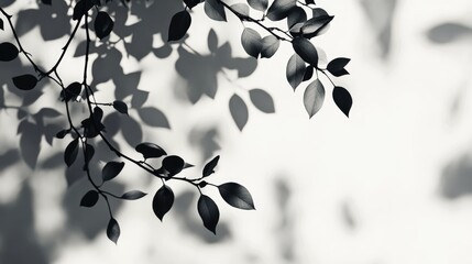 Gray silhouette of hawthorn leaves cast on a white wall Abstract nature inspired blurred background creating space for text and an overlay effect suitable for photos and mockups