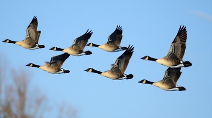 Obraz premium Group of geese in flight known for their distinctive V formation